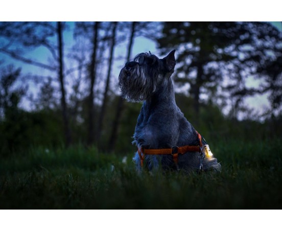 Latarka Armytek Zippy Extended Set Yellow 160 lm