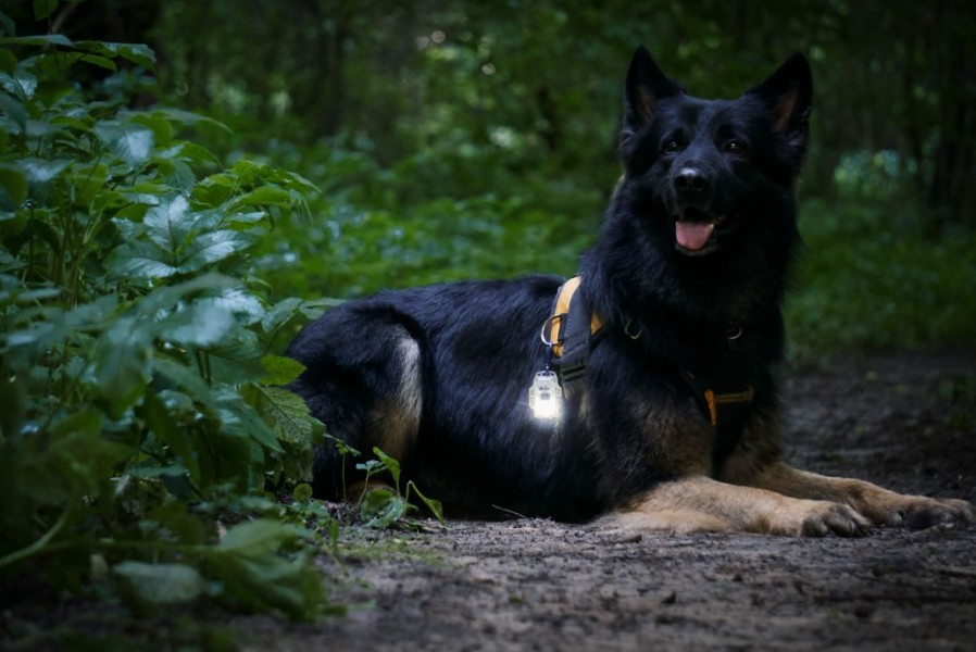 ARMYTEK Crystal Pro Red latarka białe i czerwone 220 lm